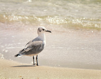 Gull 1, Perdido Key-National Seashore