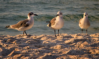 Shore Birds 1, Pensacola Beach