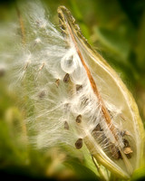 Milkweed