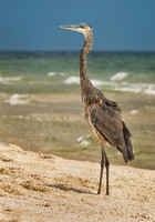 Great Blue Heron 3 -- Perdido Key-Nat'l Seashore