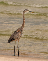 Great Blue Heron 2 -- Perdido Key-Nat'l Seashore