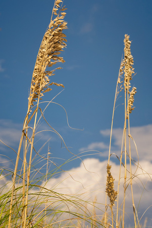 Sea Oats 3, Pensacola Beach