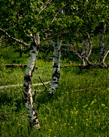 small curved aspens