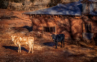 Cows and Adobe Near Anton Chico, NM