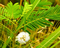 Blooming Mimosa