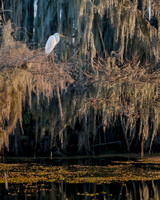 Egret, Late Afternoon