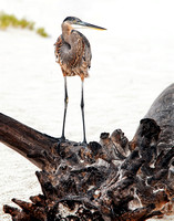 Great Blue Heron--Perdido Key-Nat'l Seashore